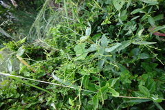Andrographis paniculata